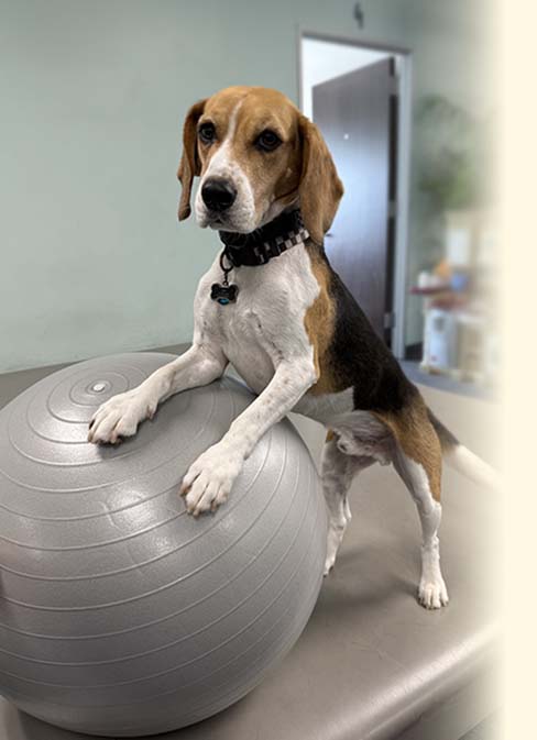 Resident Beagle performing core work